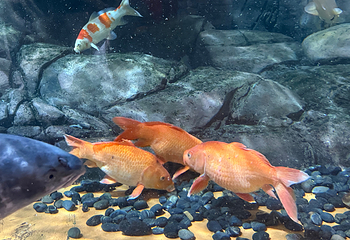 上海海洋水族馆第 102 张图片