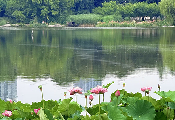 浣花溪公园第 48 张图片