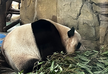 成都动物园第 67 张图片