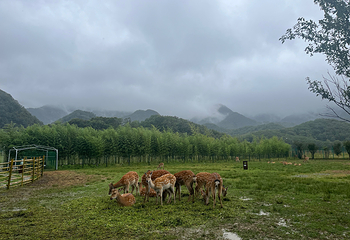 神农架风景区第 152 张图片