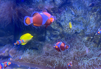 墨尔本水族馆第 41 张图片