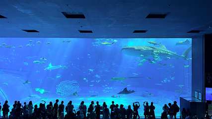 冲绳美丽海水族馆第 129 张图片