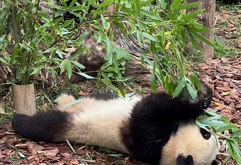 成都大熊猫繁育研究基地第 410 张图片