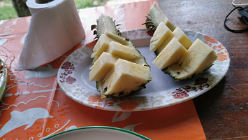 普吉岛卡图大象保护区