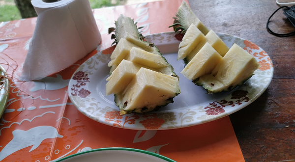 普吉岛卡图大象保护区