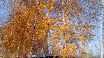 City Park of Culture and Leisure