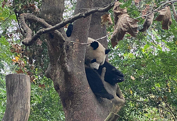 成都大熊猫繁育研究基地第 418 张图片