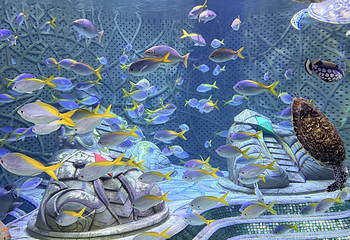 三亚亚特兰蒂斯失落的空间水族馆第 240 张图片