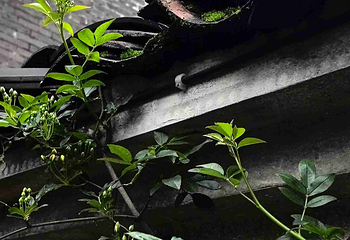 钓源古村第 107 张图片