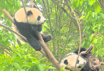 成都大熊猫繁育研究基地第 443 张图片