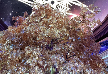 永利澳门吉祥树第 24 张图片