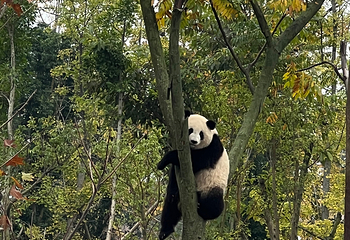 成都大熊猫繁育研究基地第 444 张图片
