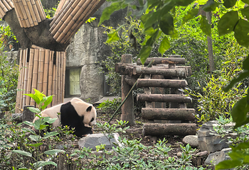 成都大熊猫繁育研究基地第 63 张图片