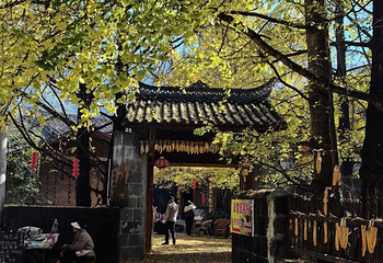 银杏村第 72 张图片