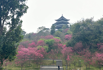 青秀山第 145 张图片