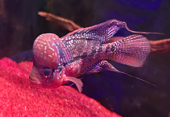 济州岛Aqua Planet水族馆第 95 张图片