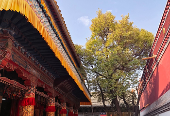 塔尔寺第 66 张图片