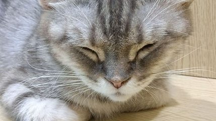 猫咪博物馆·撸猫(南宁万达茂店)第 1 张图片
