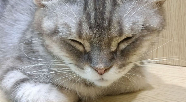 猫咪博物馆(南宁万达茂店)