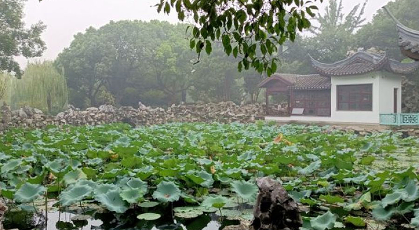 蠡园-荷花池