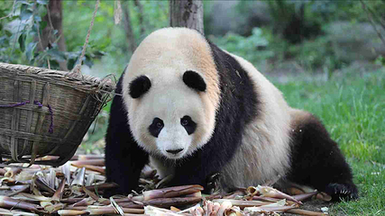 成都大熊猫繁育研究基地第 113 张图片
