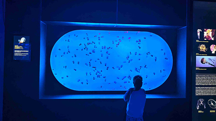 上海海洋水族馆第 207 张图片