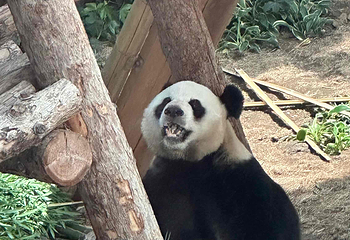 大连森林动物园第 124 张图片