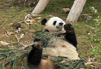 成都大熊猫繁育研究基地第 259 张图片