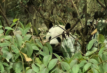 成都大熊猫繁育研究基地第 316 张图片