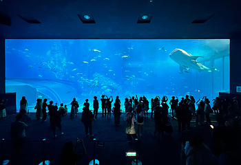 冲绳美丽海水族馆第 124 张图片