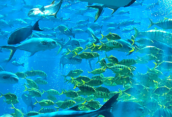 三亚亚特兰蒂斯失落的空间水族馆第 188 张图片