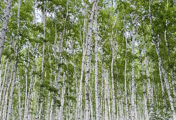 白桦林景区第 158 张图片
