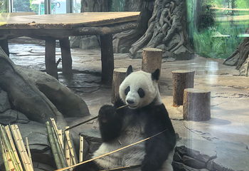 岳阳中华大熊猫苑第 41 张图片