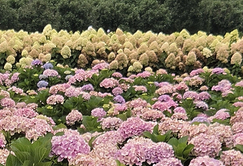 听花谷-丽江百花园第 37 张图片