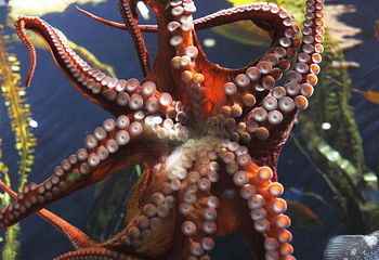 佐治亚水族馆第 8 张图片