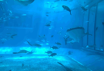 冲绳美丽海水族馆第 44 张图片