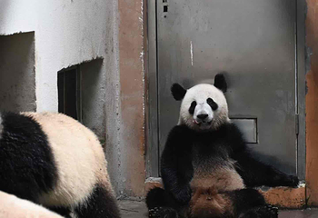 成都大熊猫繁育研究基地第 511 张图片