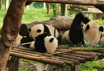 重庆动物园第 62 张图片