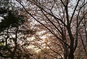 玉渊潭公园第 56 张图片