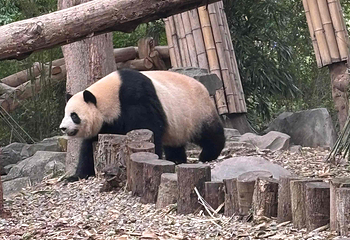 成都大熊猫繁育研究基地第 637 张图片