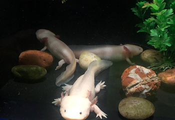Sea Life COEX水族馆第 70 张图片