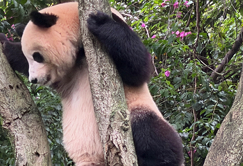 成都大熊猫繁育研究基地第 556 张图片