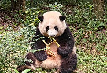 成都大熊猫繁育研究基地第 102 张图片