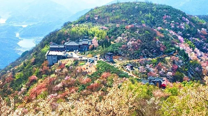 崇阳县葛仙山樱花园第 1 张图片