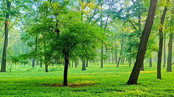 民权国家森林公园