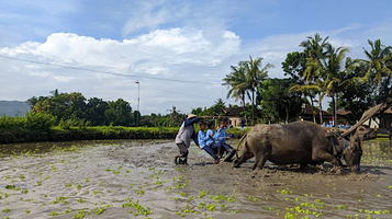 Desa Wisata Kebonagung Imogiri