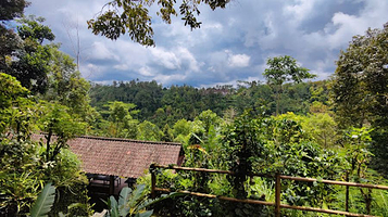 Cantik Agriculture Luwak Coffee