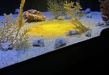 上海海洋水族馆第 91 张图片