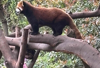 成都大熊猫繁育研究基地第 753 张图片