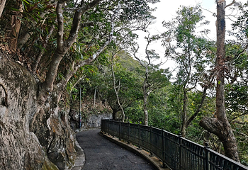 太平山顶第 266 张图片